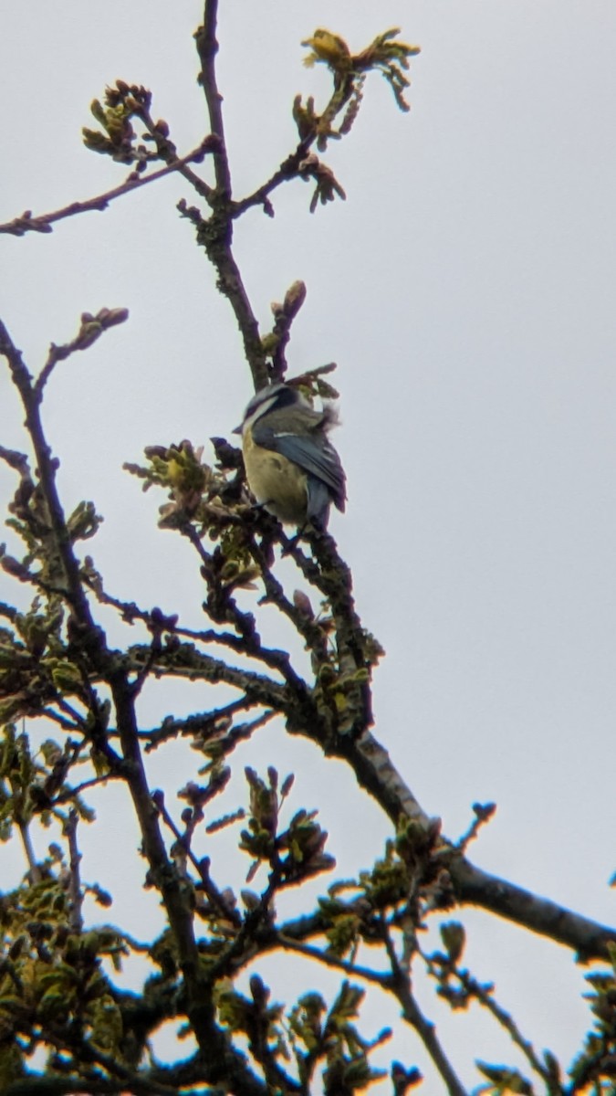 Eurasian Blue Tit - ML633652913