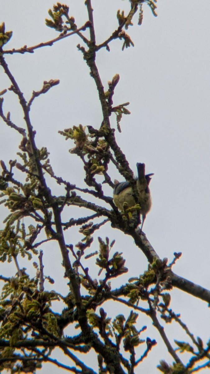 Eurasian Blue Tit - ML633652914