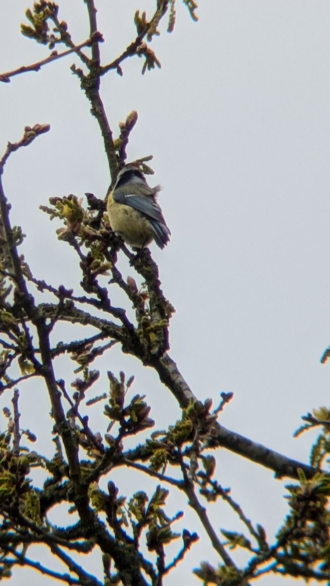 Eurasian Blue Tit - ML633652915