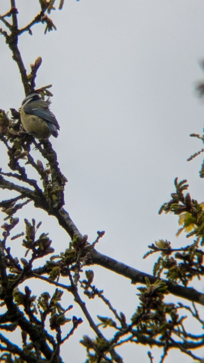 Eurasian Blue Tit - ML633652916