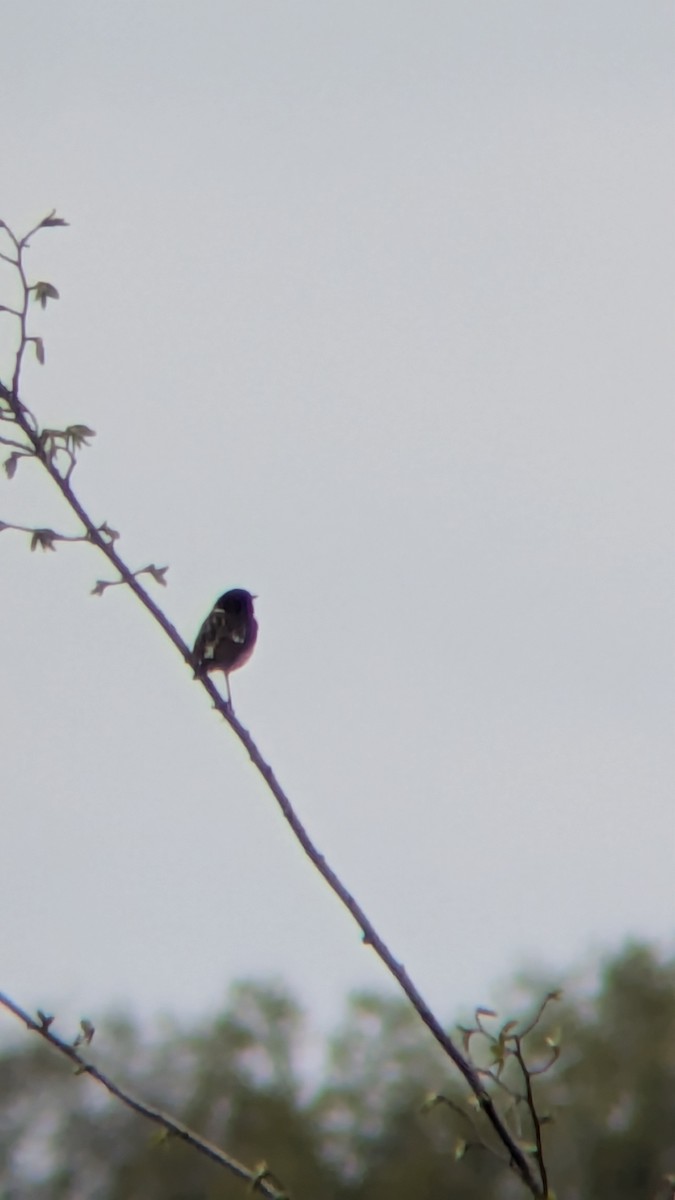 European Stonechat - ML633653099
