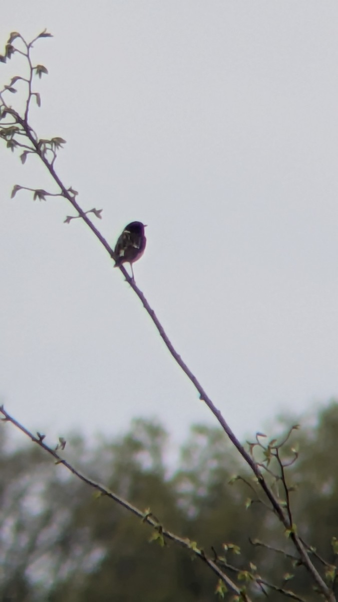 European Stonechat - ML633653100