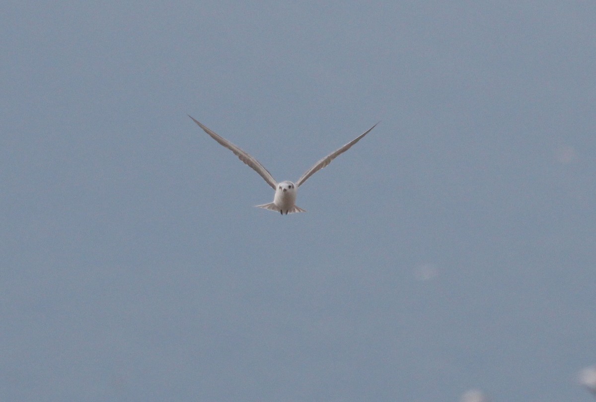 White-winged Tern - ML63365311