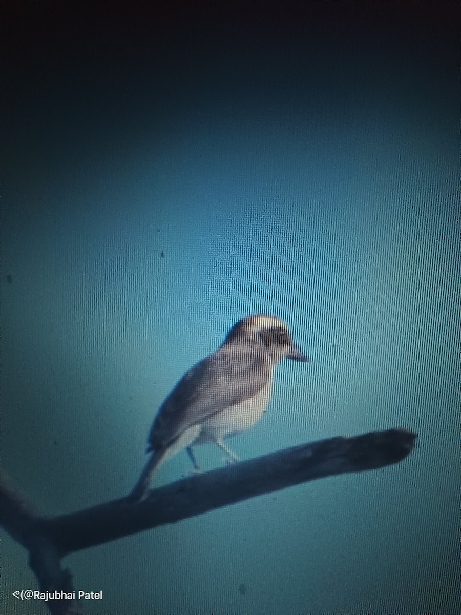 Common Woodshrike - ML633653112