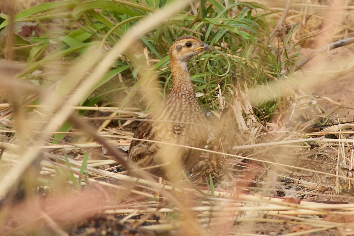 White-throated Francolin - ML633653159