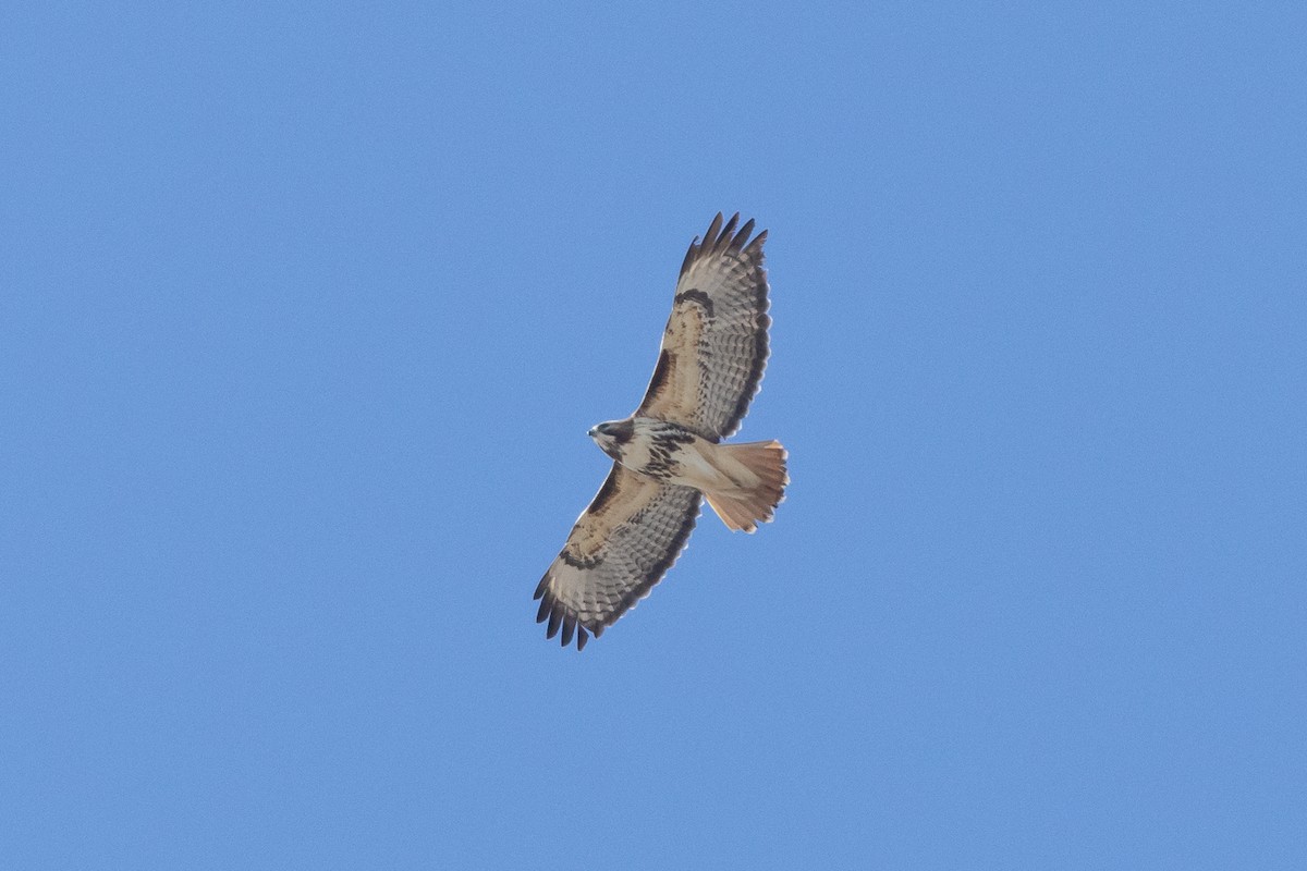 Red-tailed Hawk (abieticola) - ML633653197