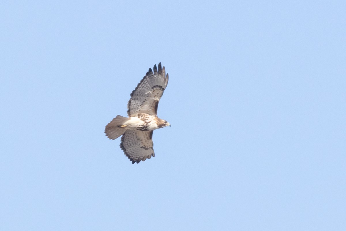 Red-tailed Hawk - ML633653294