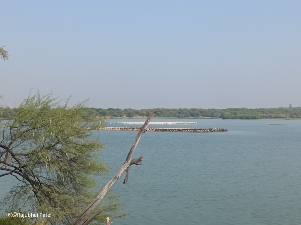 Little Cormorant - ML633653341