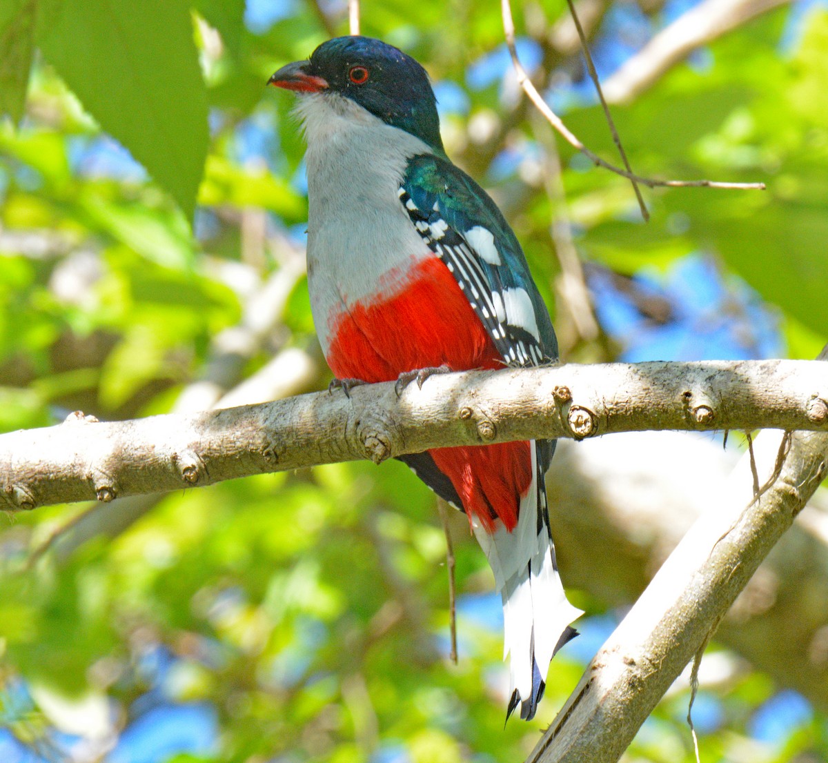 trogon kubánský - ML633653347