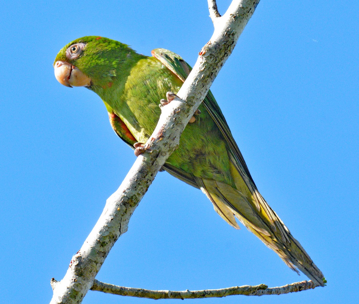 aratinga kubánský - ML633653364