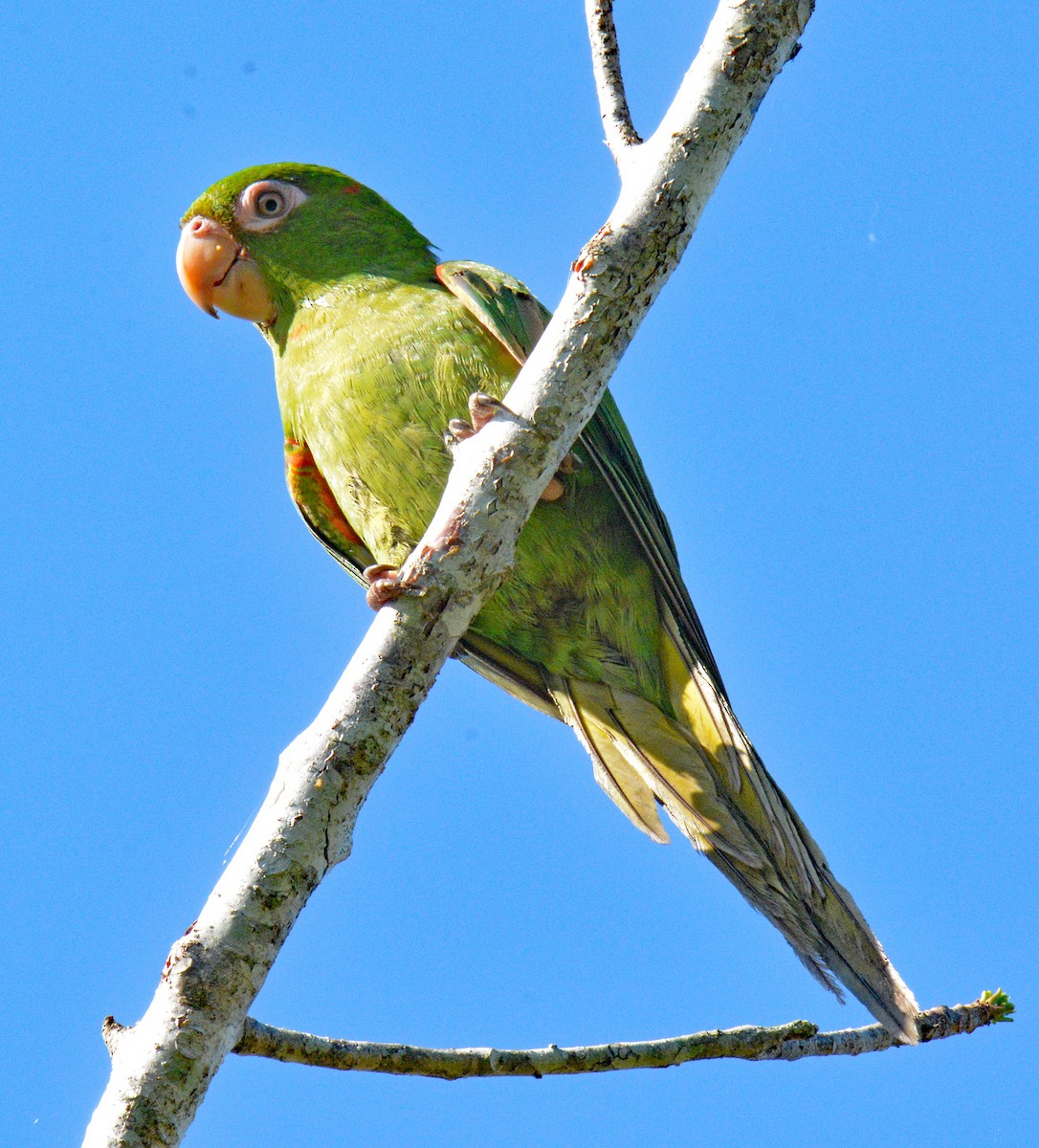 aratinga kubánský - ML633653365