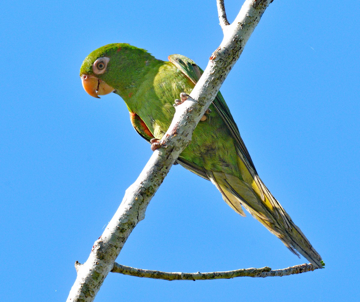 aratinga kubánský - ML633653375