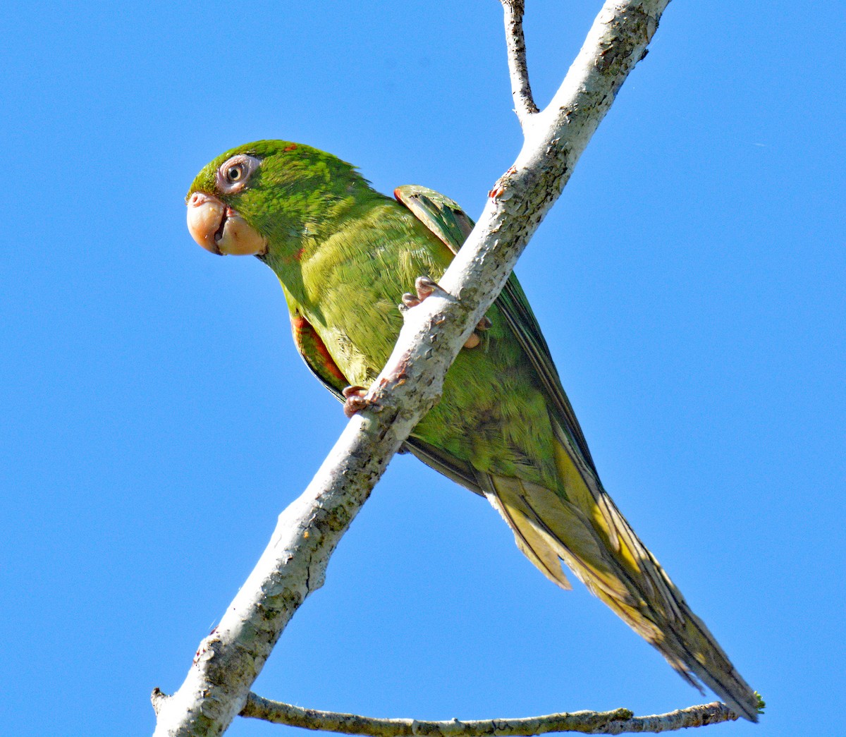 aratinga kubánský - ML633653379
