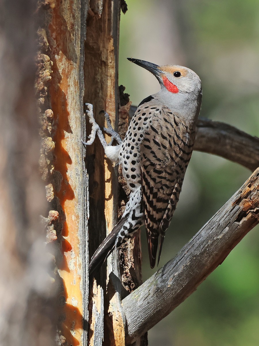 Northern Flicker - ML633653487