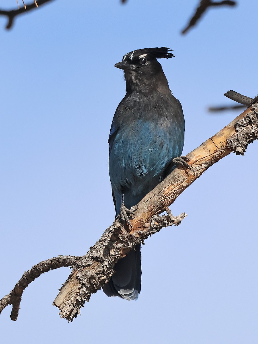 Steller's Jay (Southwest Interior) - ML633653500