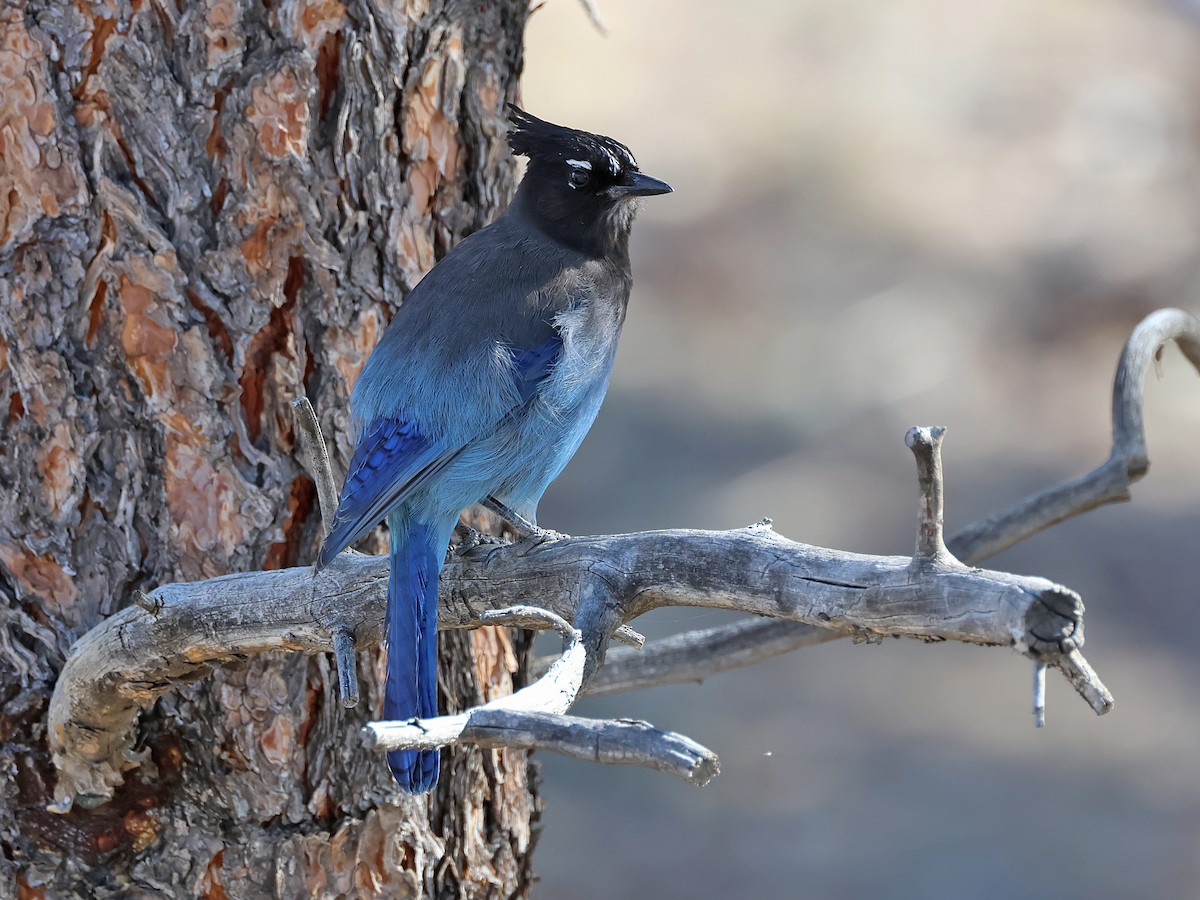 Steller's Jay (Southwest Interior) - ML633653501