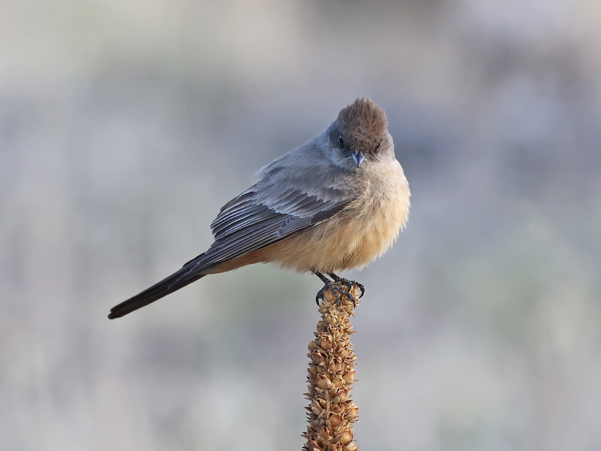Say's Phoebe - ML633653597