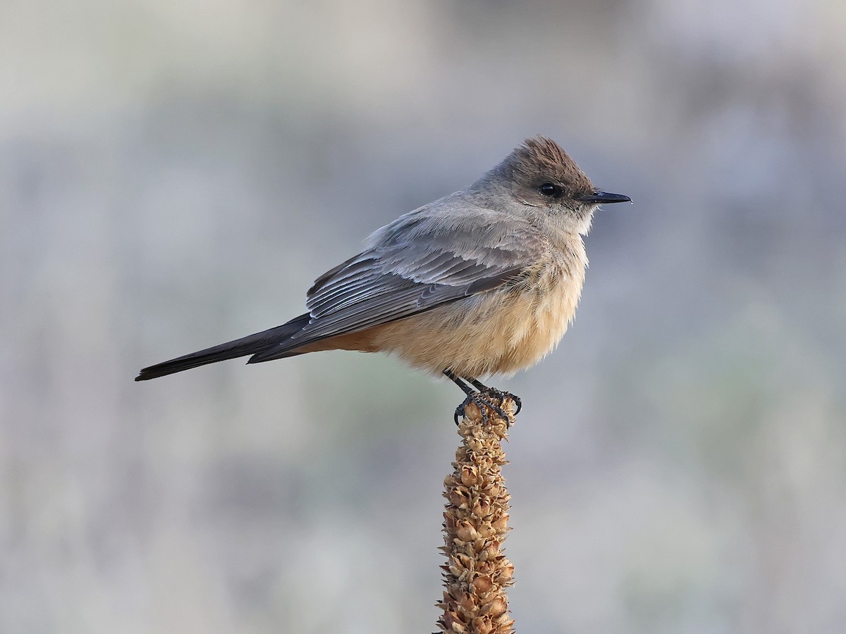 Say's Phoebe - ML633653598