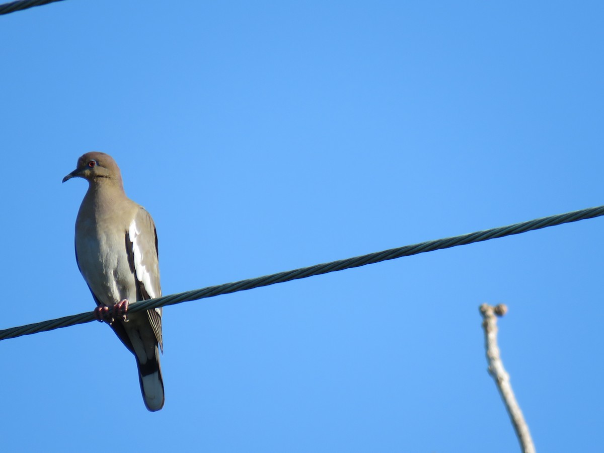 White-winged Dove - John Mayer
