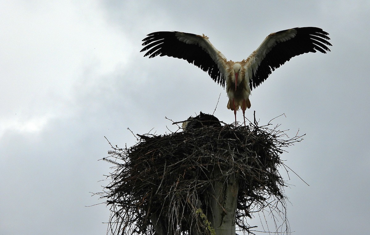 White Stork - ML633653668