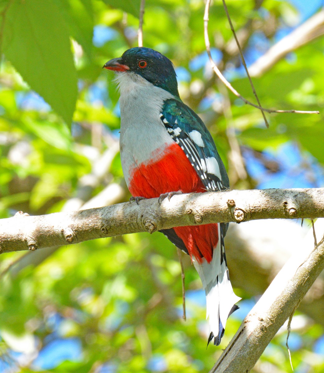 trogon kubánský - ML633653705