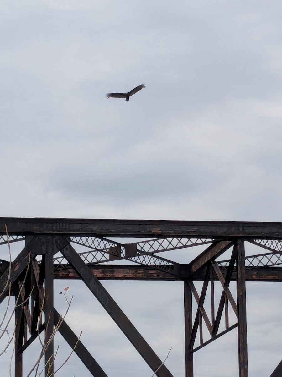 Turkey Vulture - ML633653830