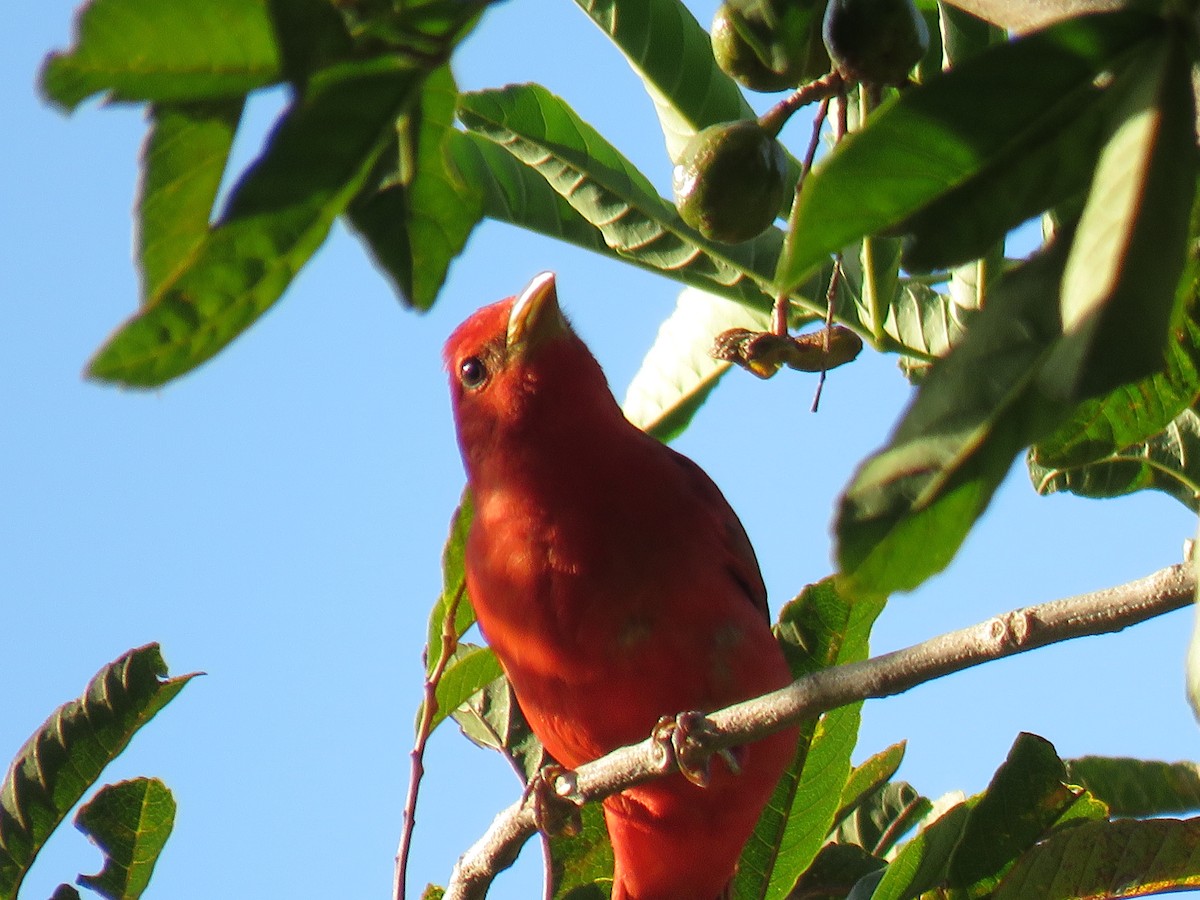 Summer Tanager - John Mayer