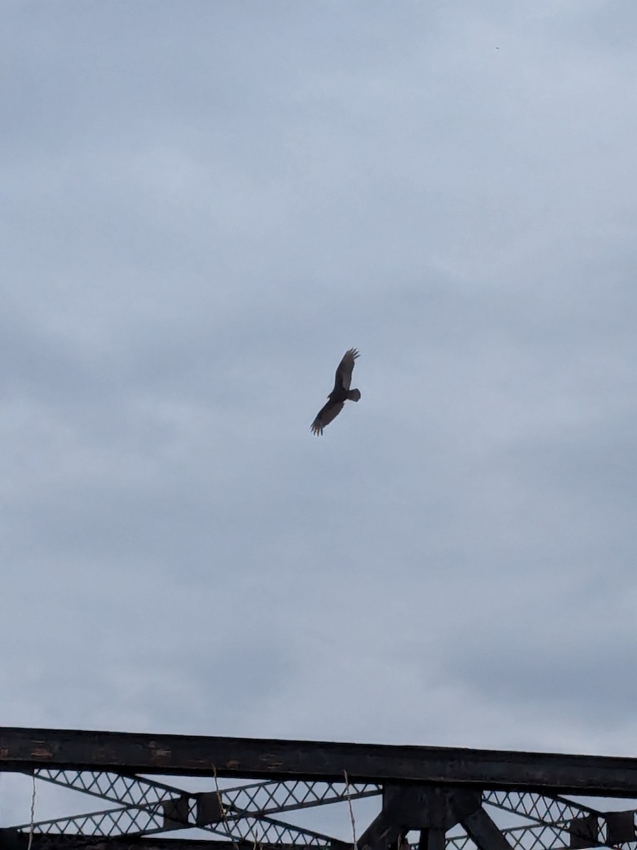 Turkey Vulture - ML633653867