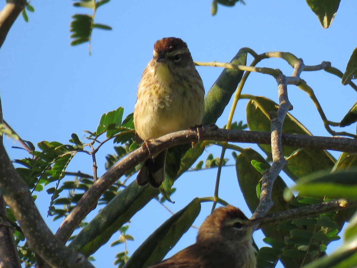 Palm Warbler - John Mayer