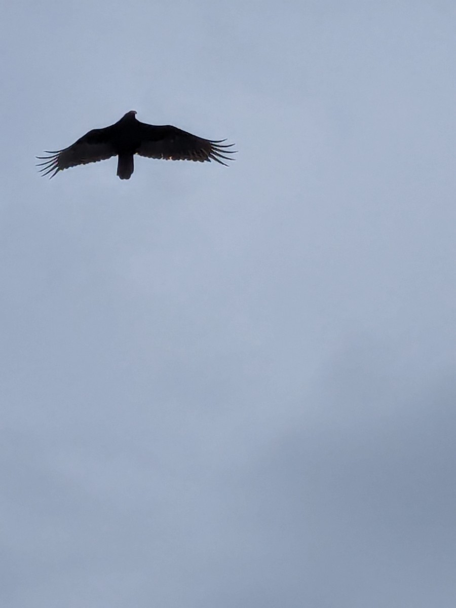 Turkey Vulture - ML633653908