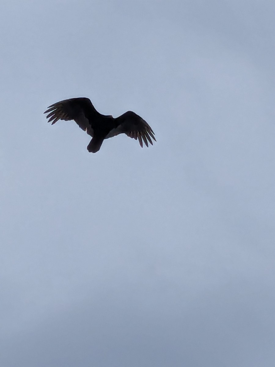 Turkey Vulture - ML633653952