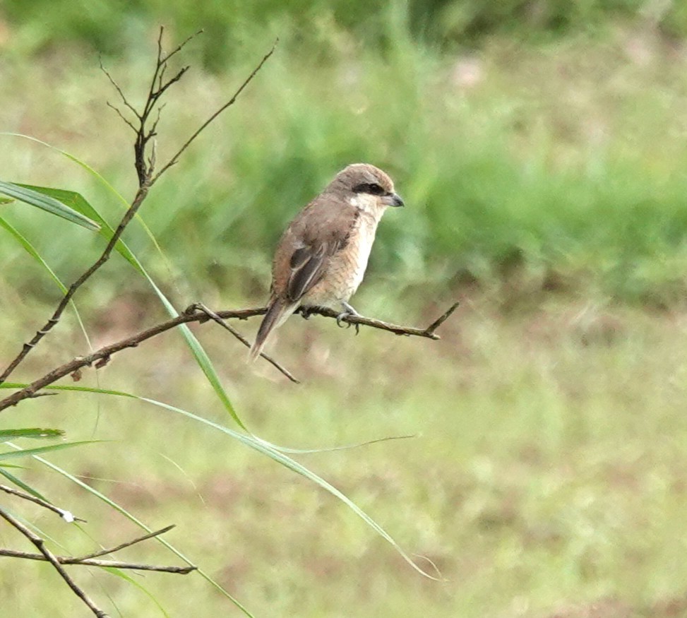 Brown Shrike (Brown) - ML633653997