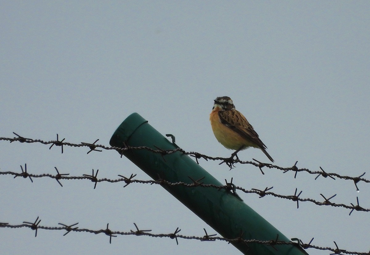 Whinchat - ML633654005