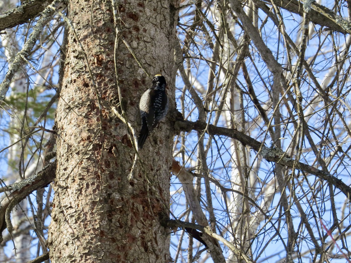 American Three-toed Woodpecker - Céline Maurice