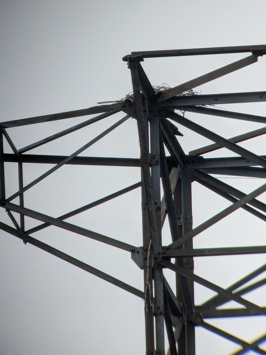 Osprey - ML633654161