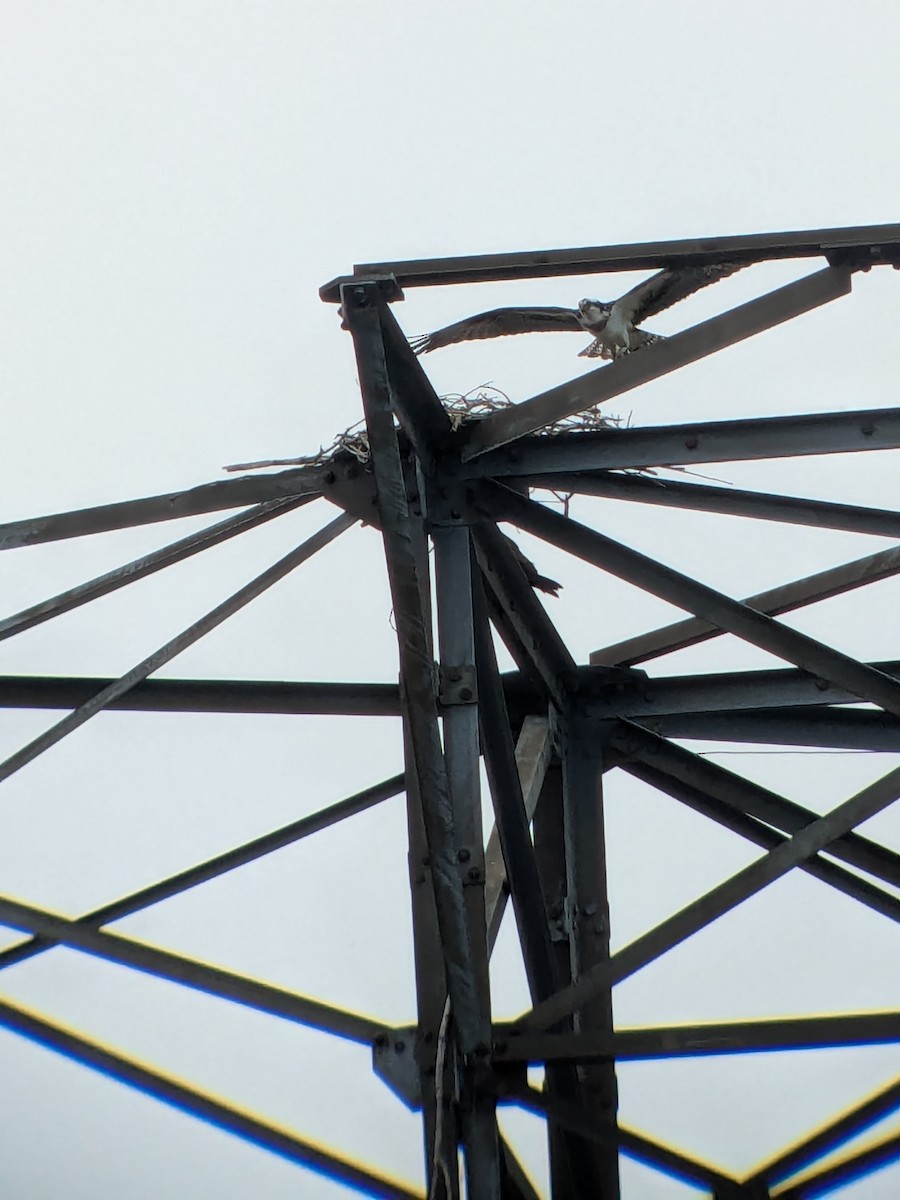 Osprey - ML633654190