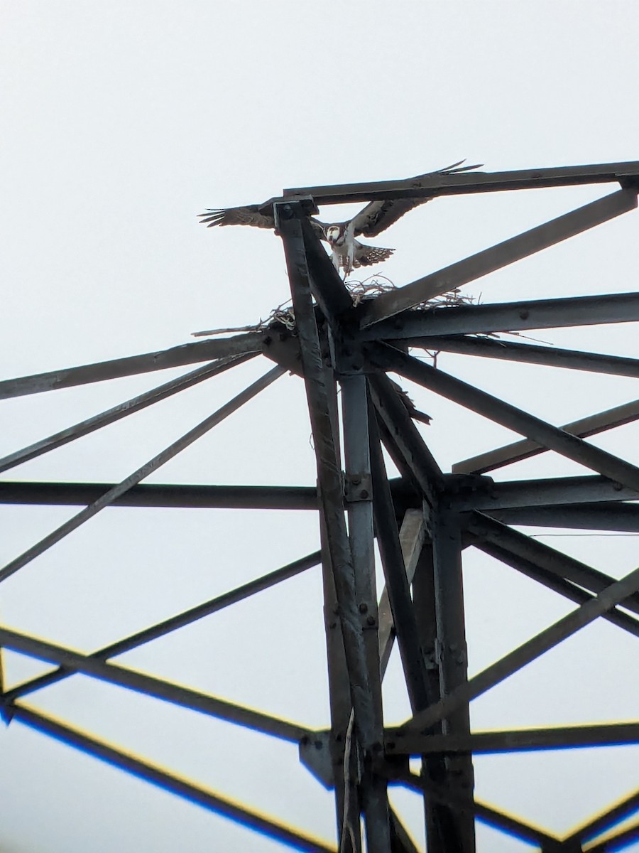 Osprey - ML633654242