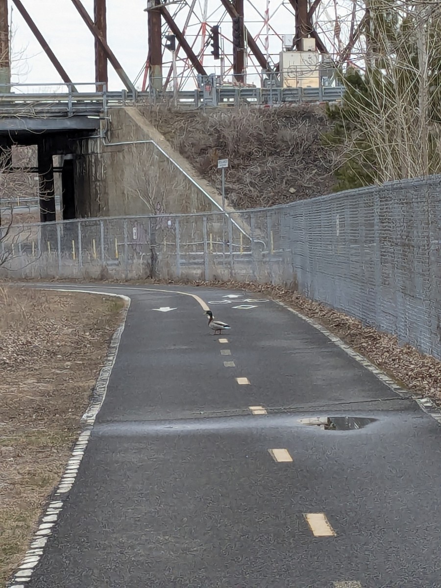 Mallard - ML633654274