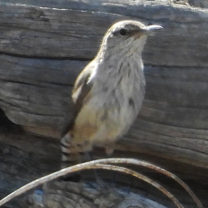 Rock Wren - C Fred Zeillemaker