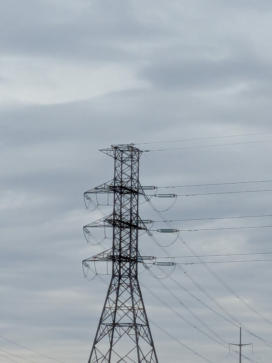 Osprey - ML633654586