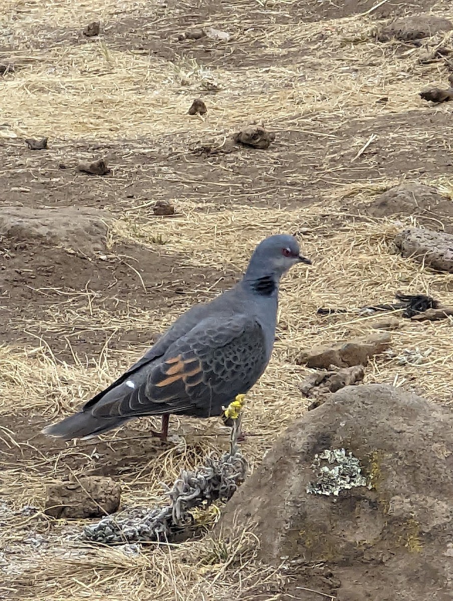 Dusky Turtle-Dove - ML633654869