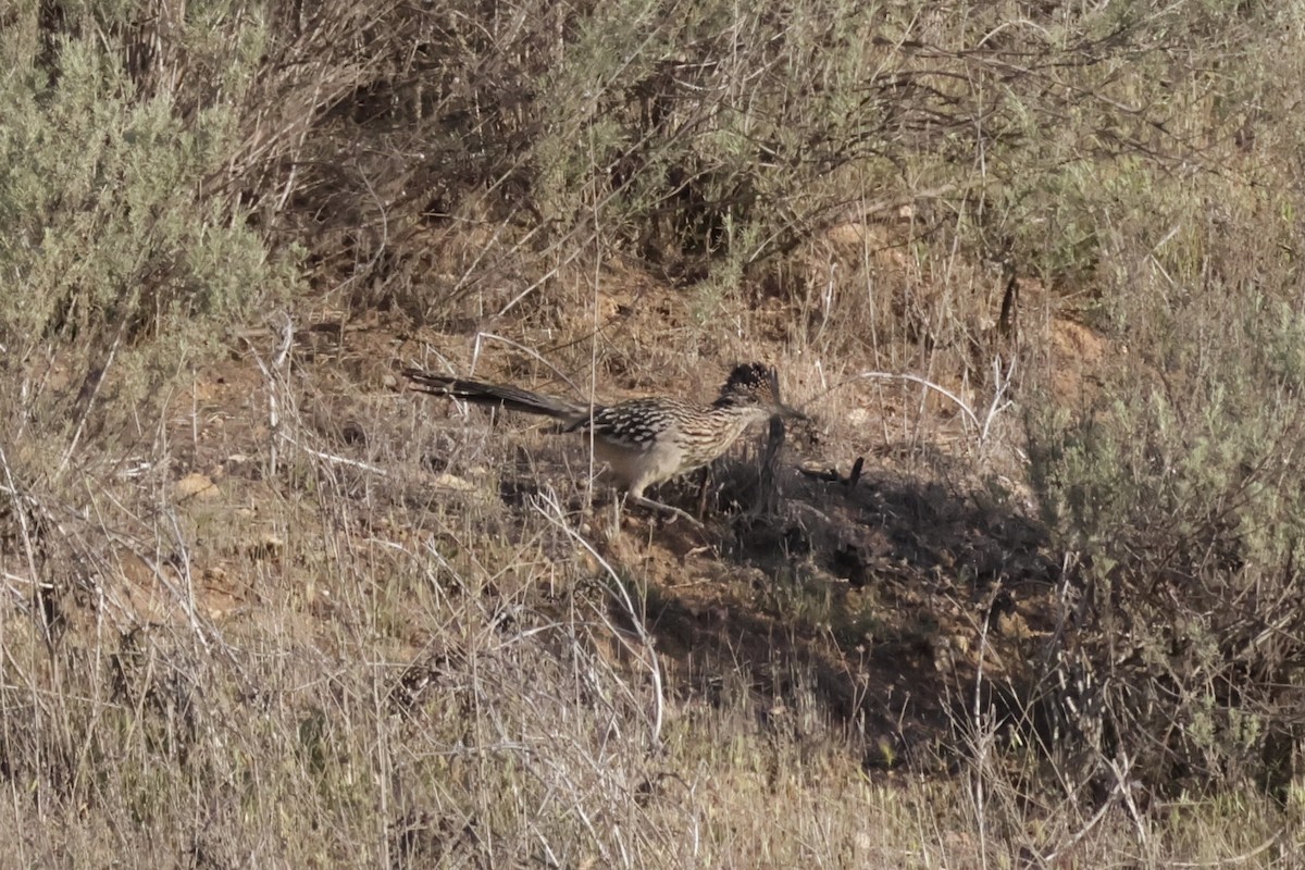 Greater Roadrunner - ML633654870