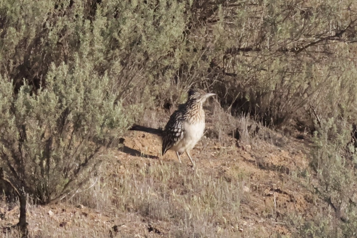 Greater Roadrunner - ML633654871