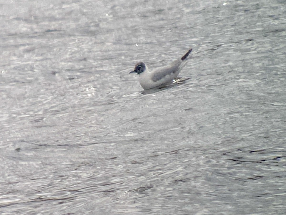 Bonaparte's Gull - ML633655083