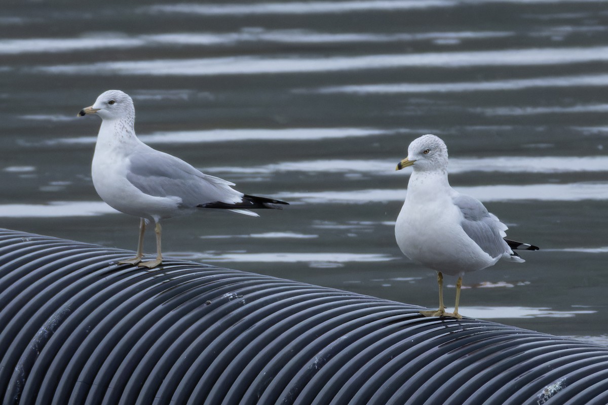 Gaviota de Delaware - ML633655098