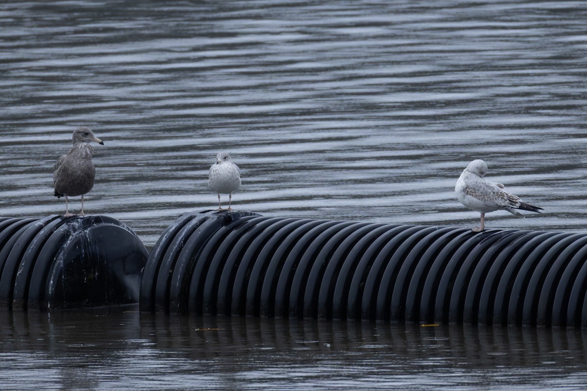Gaviota de Delaware - ML633655150