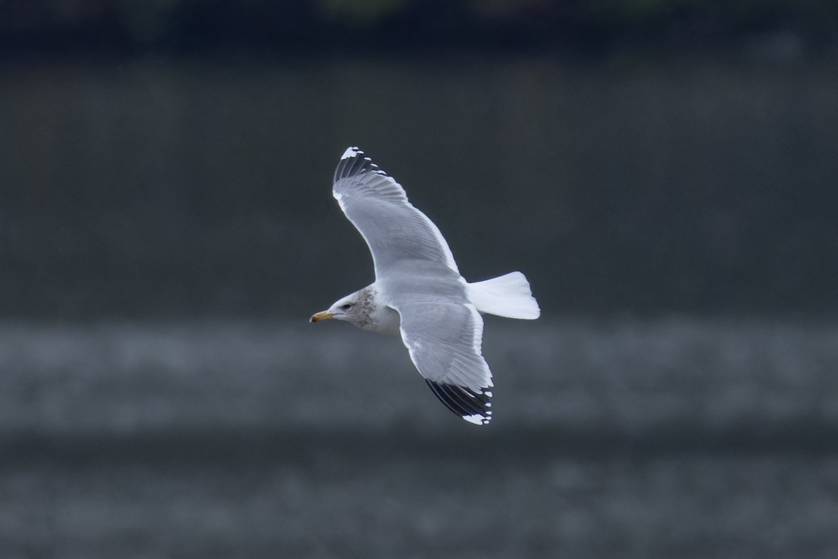 Gaviota Californiana - ML633655166