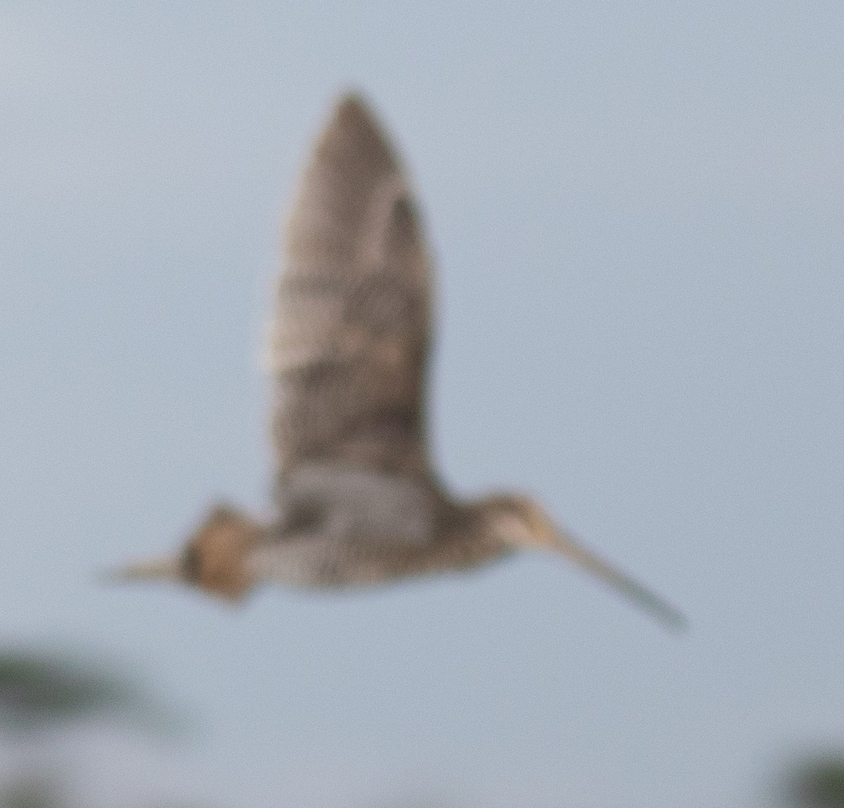 Giant Snipe - ML633655227