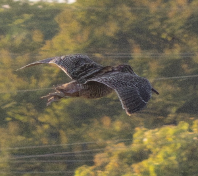 Giant Snipe - ML633655241