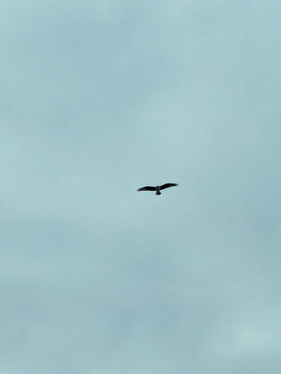 Osprey - ML633655291